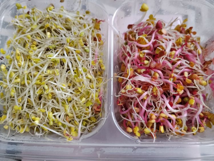 Jak uprawiać domowe kiełki?