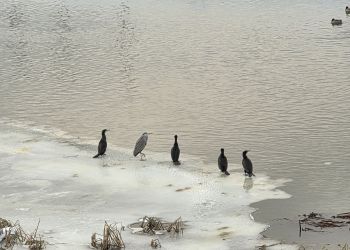 Zamarznięte zbiorniki zmieniają miejsca bytowania ptaków. Niezwykłe obserwacje na&nbsp;Wisłoku w&nbsp;Rzeszowie [ZDJĘCIA]
