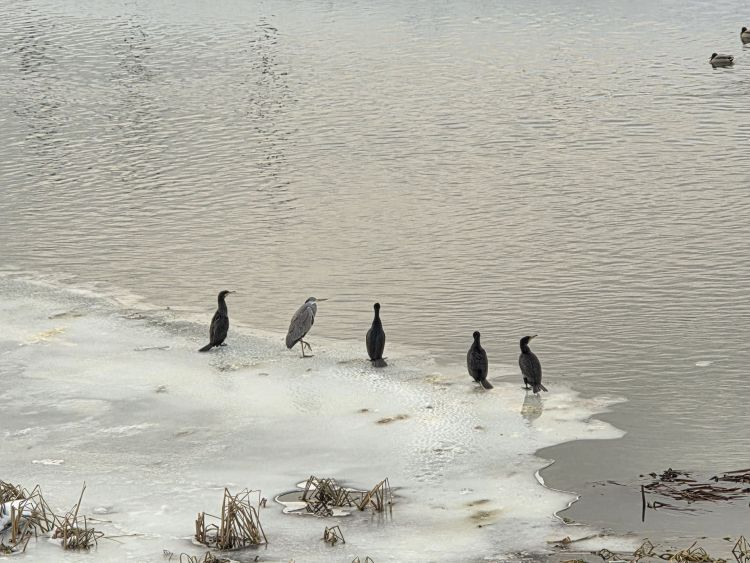 Zamarznięte zbiorniki zmieniają miejsca bytowania ptaków. Niezwykłe obserwacje na&nbsp;Wisłoku w&nbsp;Rzeszowie [ZDJĘCIA]