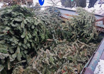 Poświąteczna zbiórka choinek w&nbsp;Rzeszowie