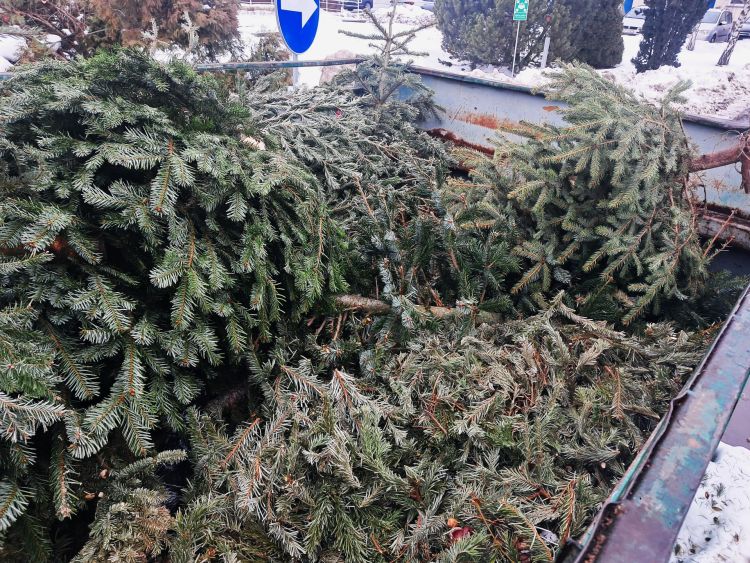 Poświąteczna zbiórka choinek w&nbsp;Rzeszowie