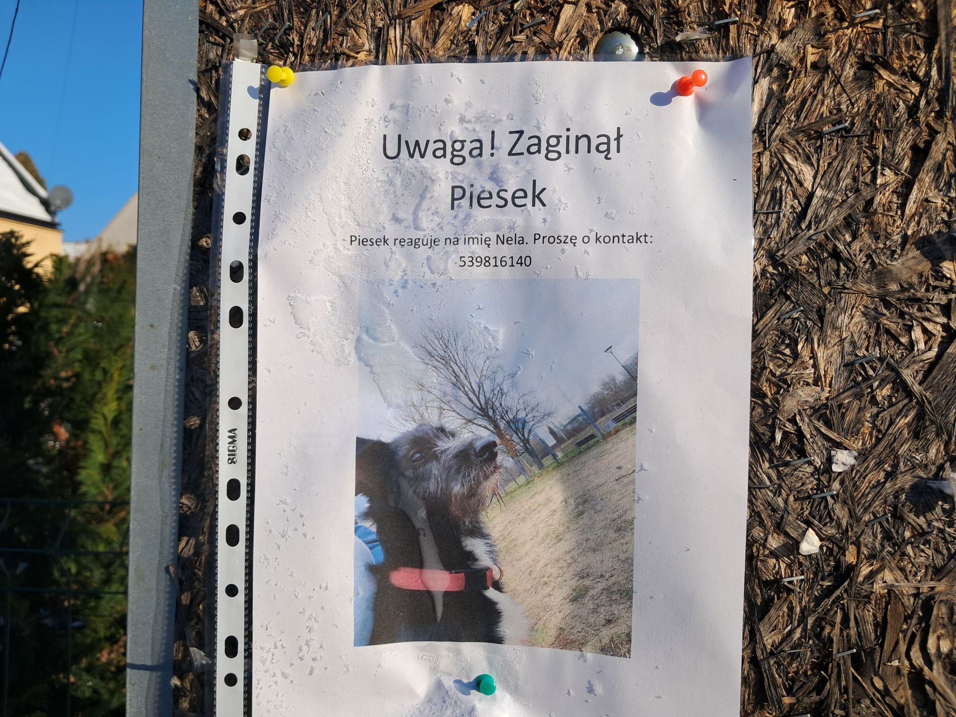 Zaginęła Nela. W Sylwestra w regionie uciekło wiele psów - Polskie Radio Rzeszów