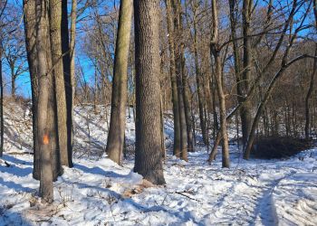 Wycinka na&nbsp;Lisiej Górze w&nbsp;Rzeszowie [ZDJĘCIA]