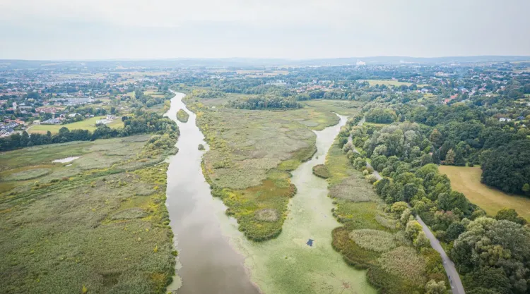 Ruszyły prace związane z&nbsp;ochroną najstarszych dębów w&nbsp;rezerwacie „Lisia Góra”