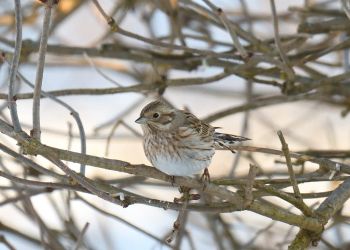[ZDJĘCIA] Trznadel białogłowy w&nbsp;Iwoniczu. Rzadki ptak przyciąga obserwatorów z&nbsp;całej Polski