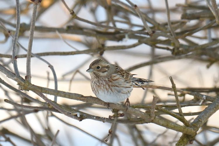 [ZDJĘCIA] Trznadel białogłowy w&nbsp;Iwoniczu. Rzadki ptak przyciąga obserwatorów z&nbsp;całej Polski
