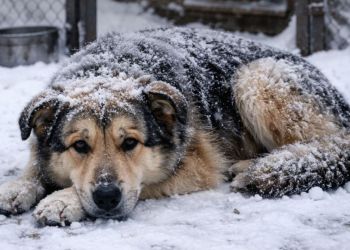 Akcja Mróz – pomóż psom przetrwać największe mrozy