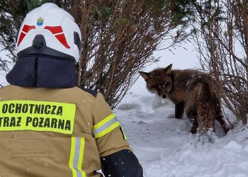 Strażacy uratowali lisa, zwierzę utknęło w lodowatej rzece 32 - Polskie Radio Rzeszów Strażacy uratowali lisa, zwierzę utknęło w lodowatej rzece