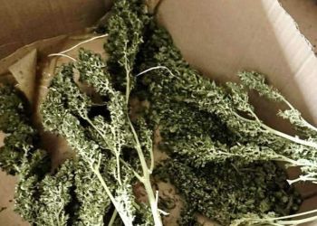 31-letni mieszkaniec Krosna zatrzymany za&nbsp;wytwarzanie i&nbsp;posiadanie znacznej ilości narkotyków