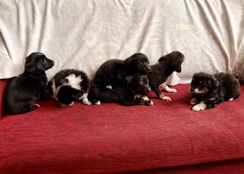 Zima w&nbsp;schronisku Kundelek. Walka o&nbsp;bezpieczeństwo zwierząt i&nbsp;apele o&nbsp;domy tymczasowe