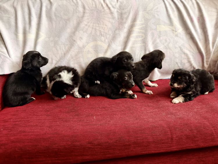 Zima w schronisku Kundelek. Walka o bezpieczeństwo zwierząt i apele o domy tymczasowe 1 - Polskie Radio Rzeszów Zima w schronisku Kundelek. Walka o bezpieczeństwo zwierząt i apele o domy tymczasowe