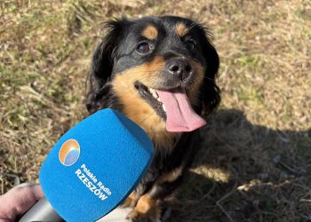 Wiosenne spacery z pieskami. Schronisko Kundelek w Rzeszowie zaprasza do wolontariatu - Polskie Radio Rzeszów