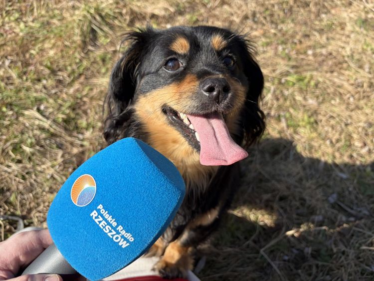 Wiosenne spacery z pieskami. Schronisko Kundelek w Rzeszowie zaprasza do wolontariatu - Polskie Radio Rzeszów
