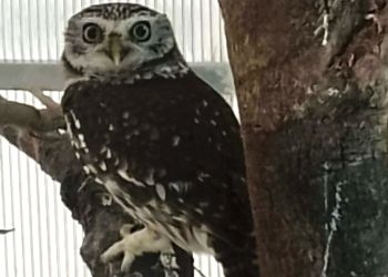 Sowa zatrzymana na&nbsp;granicy w&nbsp;Korczowej. 47-latek przewoził chroniony gatunek bez&nbsp;zezwoleń