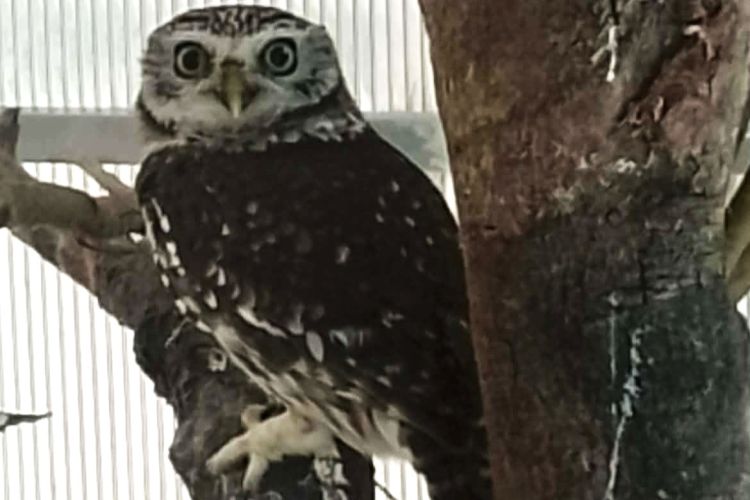 Sowa zatrzymana na&nbsp;granicy w&nbsp;Korczowej. 47-latek przewoził chroniony gatunek bez&nbsp;zezwoleń