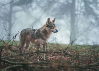 Wilki coraz częściej widywane w&nbsp;miastach i&nbsp;wsiach