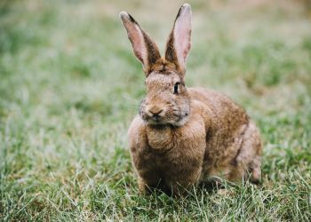 Czy&nbsp;zając „zajęczy” zimą?