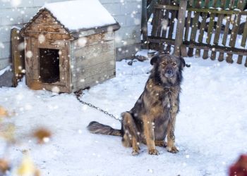 Zwierzęta narażone na&nbsp;mróz. Podkarpacka weterynaria apeluje o&nbsp;opiekę