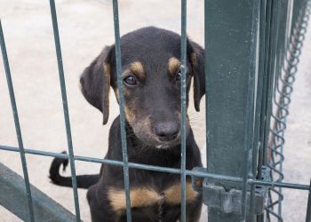 Zamknięto schronisko w&nbsp;Sobolewie. „Nie będzie taryfy ulgowej” – zapowiada premier Tusk