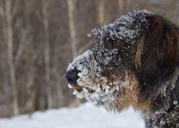 Mróz zagraża zwierzętom. Apel burmistrzów Głogowa Małopolskiego i&nbsp;Tyczyna do&nbsp;mieszkańców