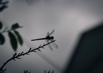 Zima owadom nie&nbsp;straszna