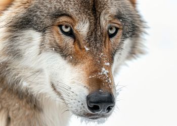 Wilki w&nbsp;pobliżu zabudowań w&nbsp;Świerchowej. Apel do&nbsp;mieszkańców