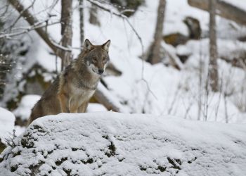 Wilki coraz bliżej domów. Gmina Dębica apeluje o&nbsp;ostrożność