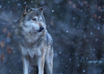 Wilki blisko posesji. Ostrzeżenie dla mieszkańców gminy Dydnia 27 - Polskie Radio Rzeszów Wilki blisko posesji. Ostrzeżenie dla mieszkańców gminy Dydnia