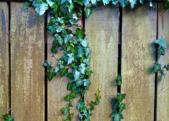 Zimozielone pnącza na&nbsp;ogrodzenia i&nbsp;balkony