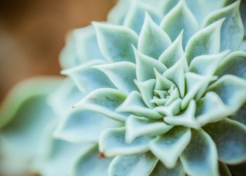 Rośliny oczyszczające powietrze w&nbsp;domu