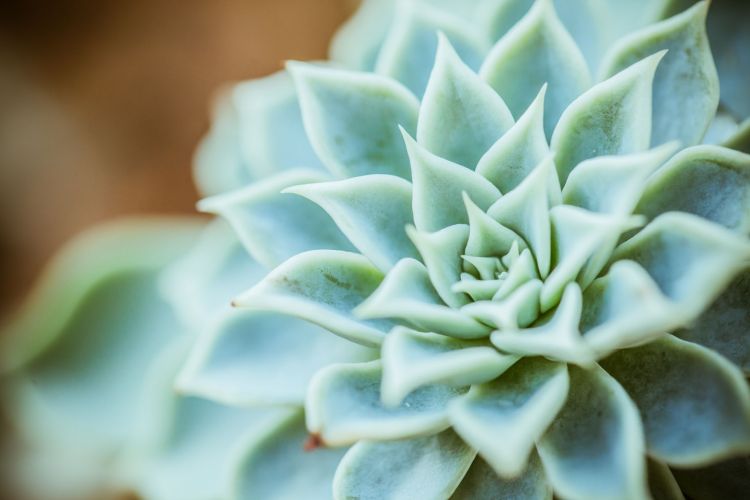 Rośliny oczyszczające powietrze w domu 1 - Polskie Radio Rzeszów Rośliny oczyszczające powietrze w domu