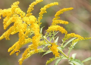 Dlaczego obcy atakują? 2 - Polskie Radio Rzeszów Dlaczego obcy atakują?