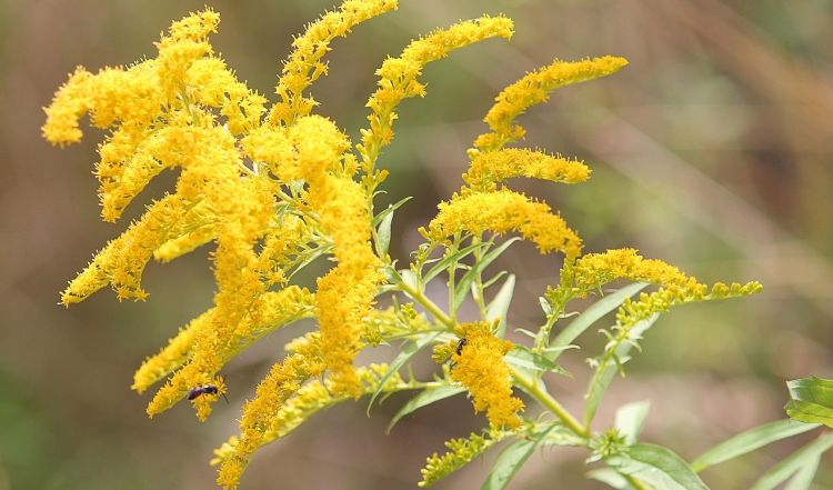Dlaczego obcy atakują?