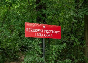 W&nbsp;rezerwacie Lisia Góra rozpoczyna się ratunkowa wycinka drzew