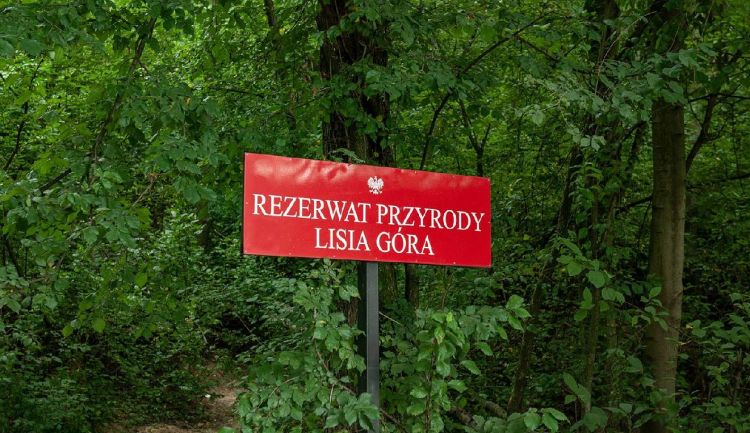 W&nbsp;rezerwacie Lisia Góra rozpoczyna się ratunkowa wycinka drzew