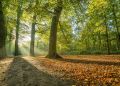 Zielony Pierścień Rzeszowa – nowy projekt dla mieszkańców
