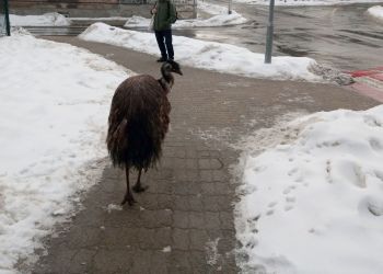 Emu spacerował po&nbsp;ulicach Przemyśla. Nietypowa interwencja Straży Miejskiej