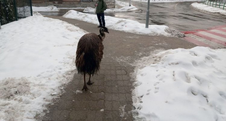 Emu spacerował po&nbsp;ulicach Przemyśla. Nietypowa interwencja Straży Miejskiej
