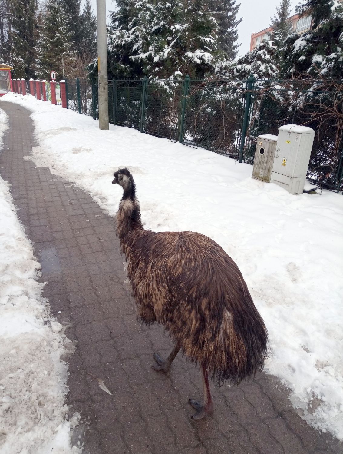 Emu spacerował po ulicach Przemyśla. Nietypowa interwencja Straży Miejskiej - Polskie Radio Rzeszów