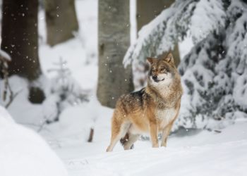 Zima to&nbsp;czas zwiększonej aktywności wilków w&nbsp;Polsce