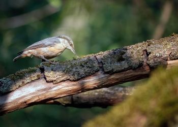 Pełzać można też po&nbsp;drzewach