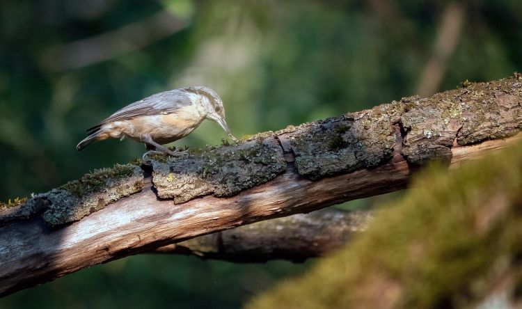 Pełzać można też po&nbsp;drzewach