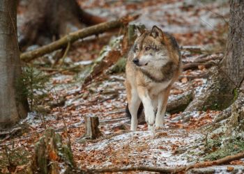 Wilki w Rzeszowie? Mieszkańcy zgłaszają dzikie zwierzęta 3 - Polskie Radio Rzeszów Wilki w Rzeszowie? Mieszkańcy zgłaszają dzikie zwierzęta