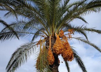 Botanika biblijna, motyw palmy daktylowej i&nbsp;inne historie