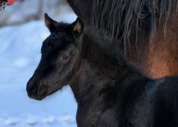 Pierwsza w&nbsp;tym roku huculska klaczka urodzona w&nbsp;Bieszczadzkim Parku Narodowym. Trwa konkurs na&nbsp;imię