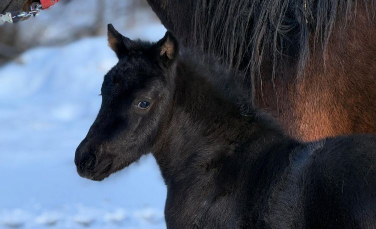 Pierwsza w tym roku huculska klaczka urodzona w Bieszczadzkim Parku Narodowym. Trwa konkurs na imię 1 - Polskie Radio Rzeszów Pierwsza w tym roku huculska klaczka urodzona w Bieszczadzkim Parku Narodowym. Trwa konkurs na imię