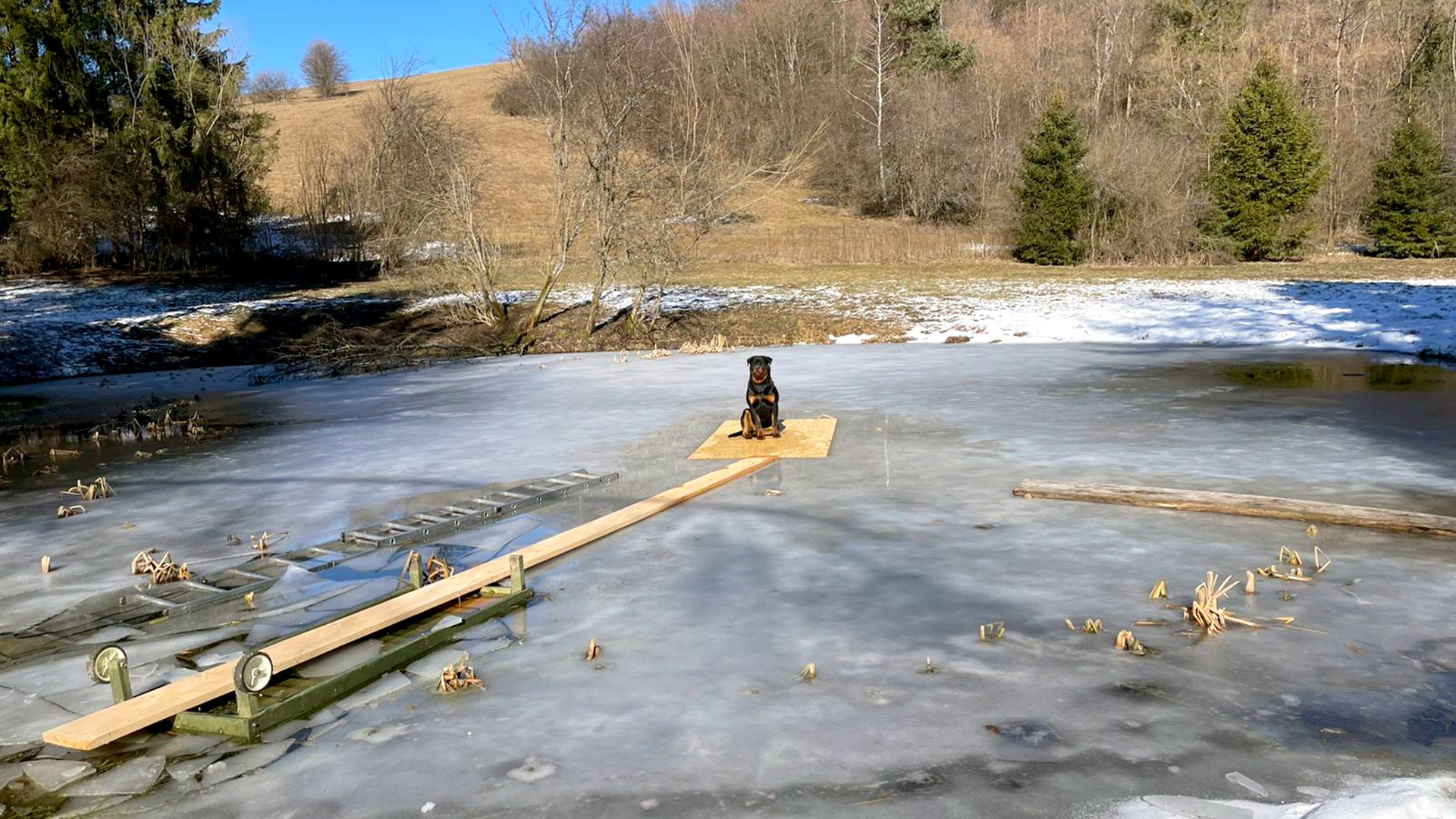 Strażacy uratowali psa, który utknął na zamarzniętym stawie 3 - Polskie Radio Rzeszów Strażacy uratowali psa, który utknął na zamarzniętym stawie - Polskie Radio Rzeszów
