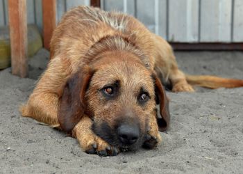 Zarzuty zaniedbań i&nbsp;nieprawidłowości w&nbsp;Tarnobrzeskim Stowarzyszeniu Przyjaciół Zwierząt. Organizacja w&nbsp;likwidacji