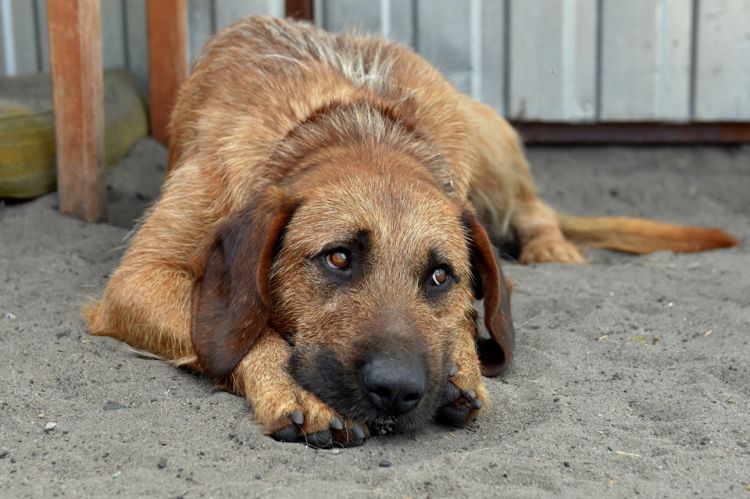 Zarzuty zaniedbań i&nbsp;nieprawidłowości w&nbsp;Tarnobrzeskim Stowarzyszeniu Przyjaciół Zwierząt. Organizacja w&nbsp;likwidacji