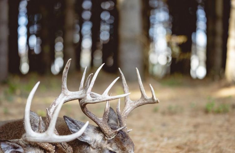 Akcja „Wieniec” w&nbsp;Bieszczadach. Straż Leśna rusza przeciw nieetycznym zbieraczom
